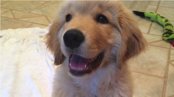 Meet Golden Retriever Who Gives Himself a Bath Absolutely on His Own