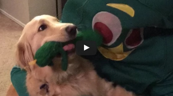 Watch the Guy Dress Up as His Dog’s Favorite Toy for Halloween