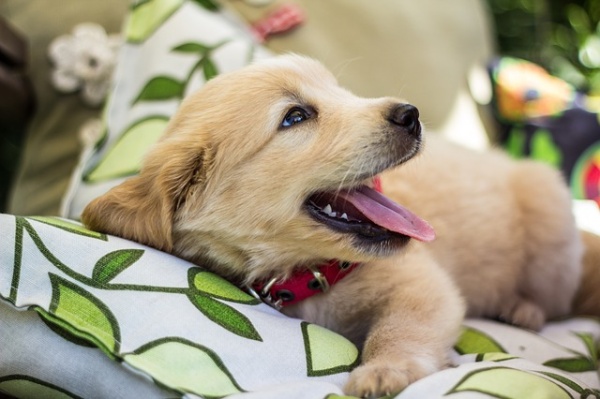 Tips for Managing a Teething Puppy
