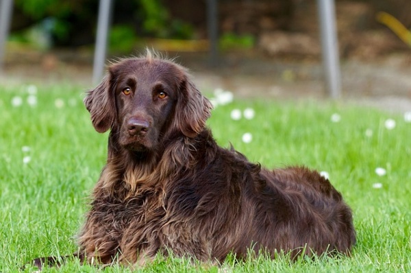 Pros and Cons of Supplementing Your Dog
