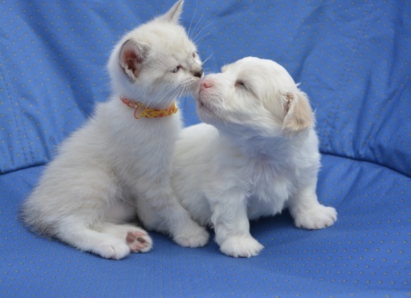 7 Ways to Help Your Kitten and Puppy Get Along