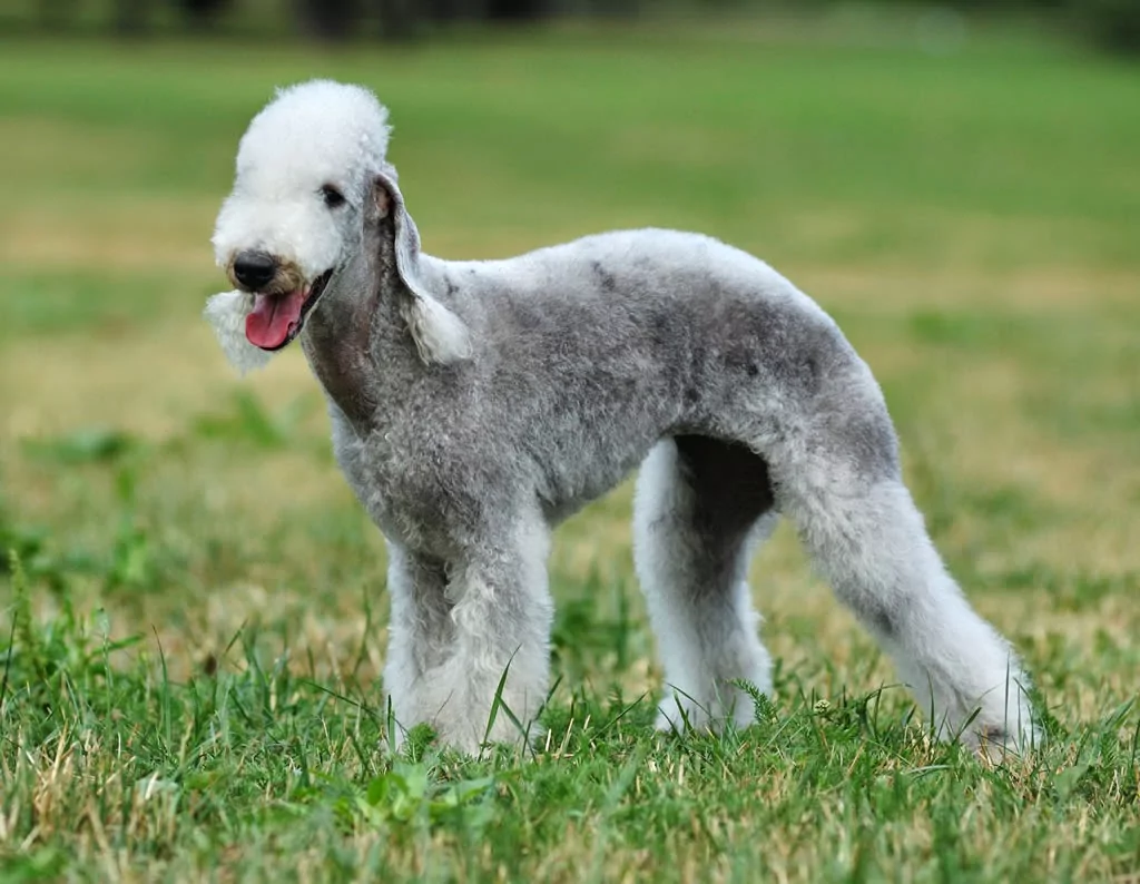 Bedlington Terrier dog breed