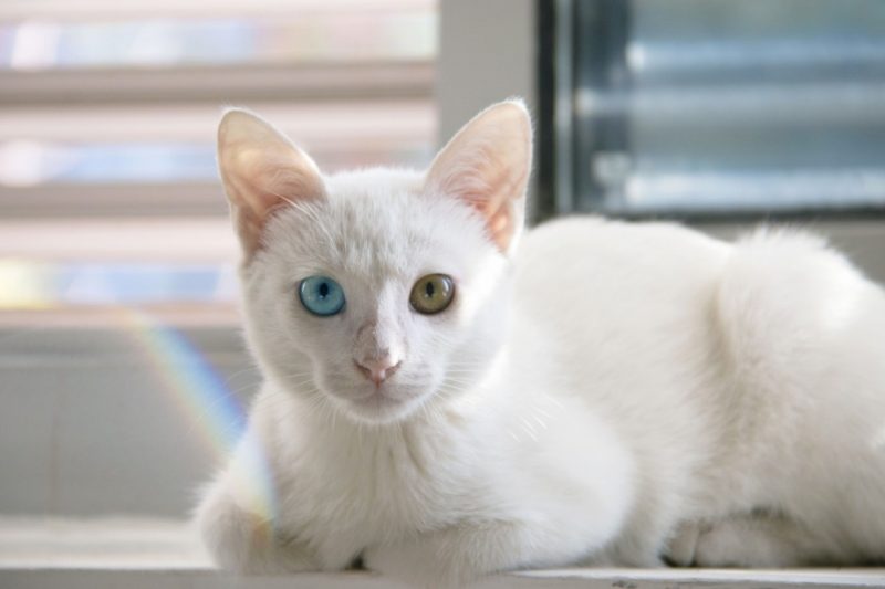 6. Khao Manee - 9 Exotic Cat Breeds You May Have Never Seen Before