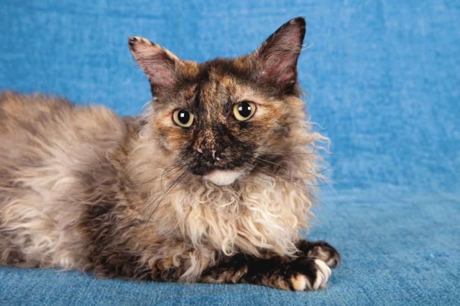 LaPerm - 9 Exotic Cat Breeds You May Have Never Seen Before