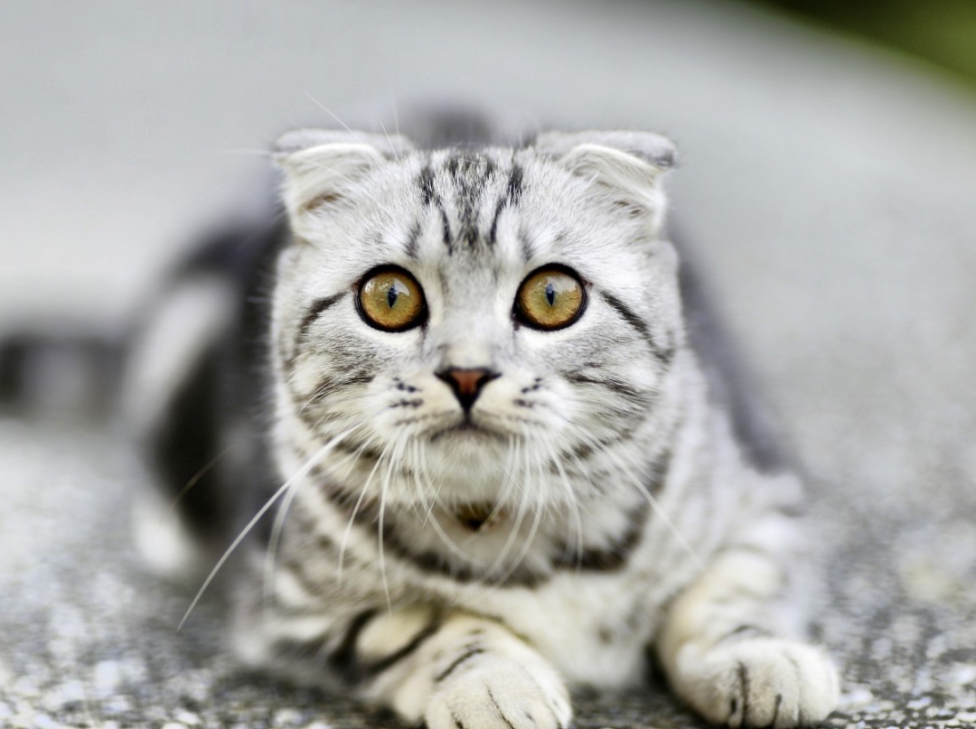 Scottish Fold cat breed