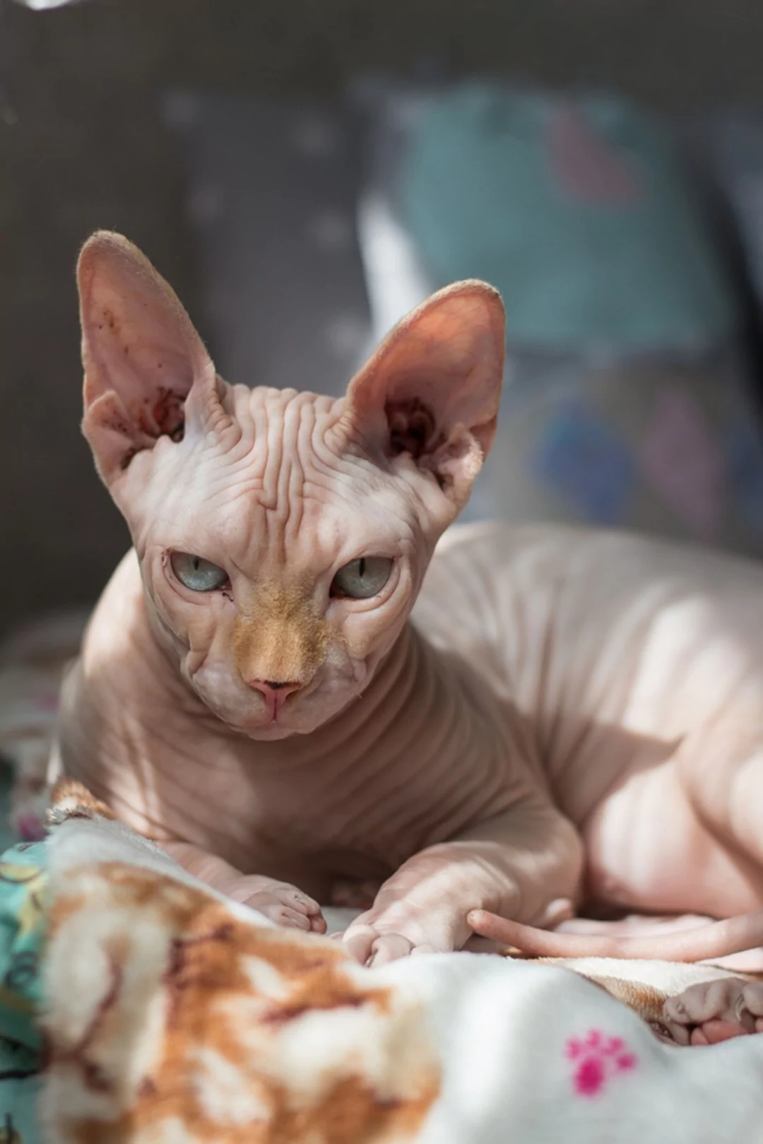 3. Sphynx - 9 Exotic Cat Breeds You May Have Never Seen Before