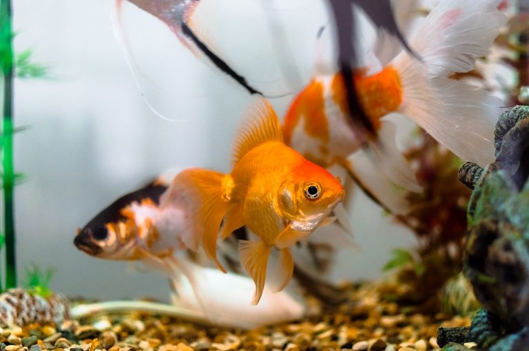 upmbclibrary-fun-facts-about-goldfish