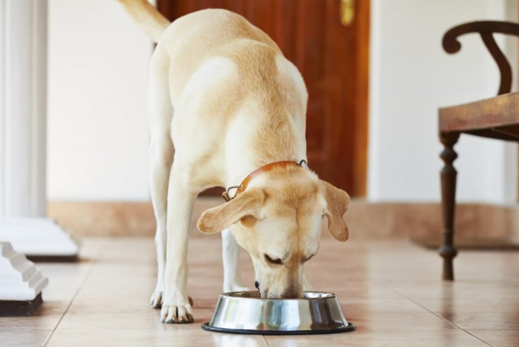 10 Things to Consider When Choosing Dog Food