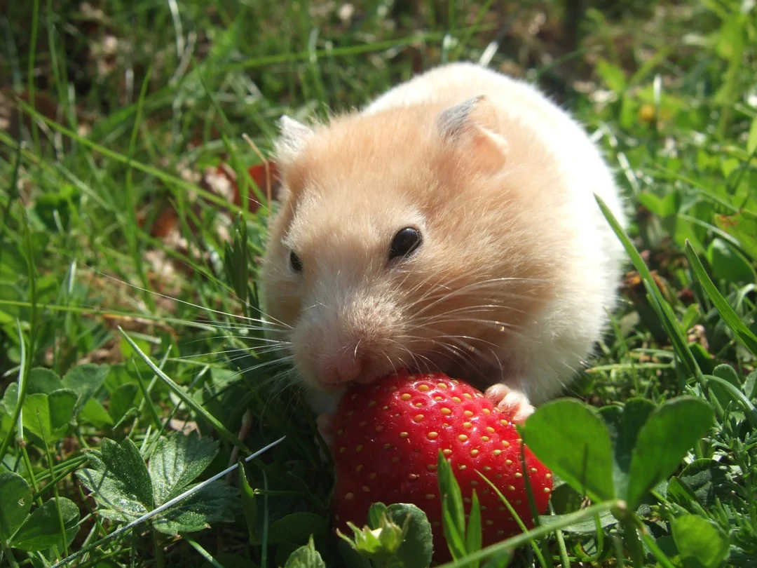 10 Amazing Benefits of Owning a Hamster