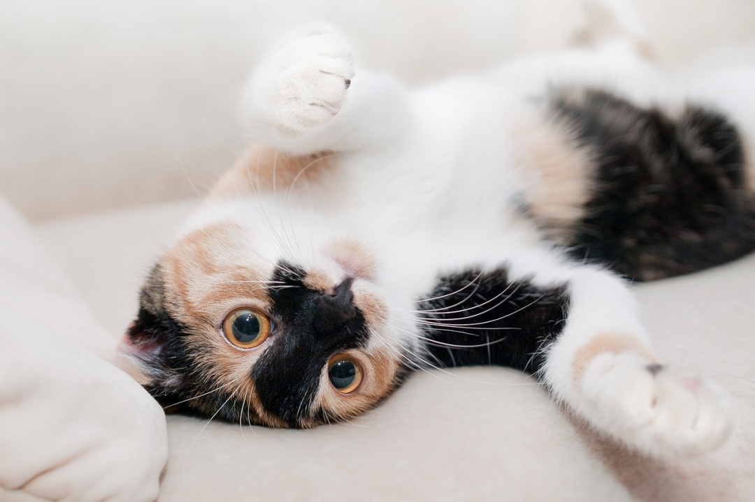 8 Reasons You Should Never Declaw Your Cat