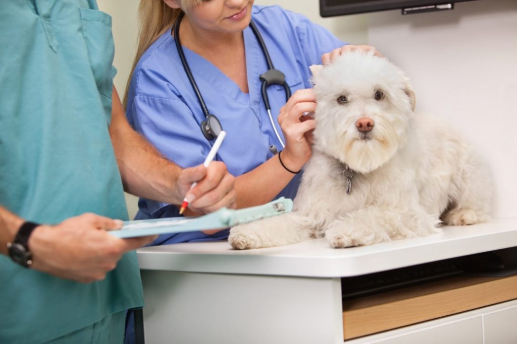 Things to Consider When Choosing Dog Food Check with your vet