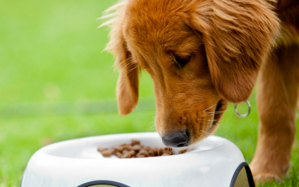 Things to Consider When Choosing Dog Food Look for grains