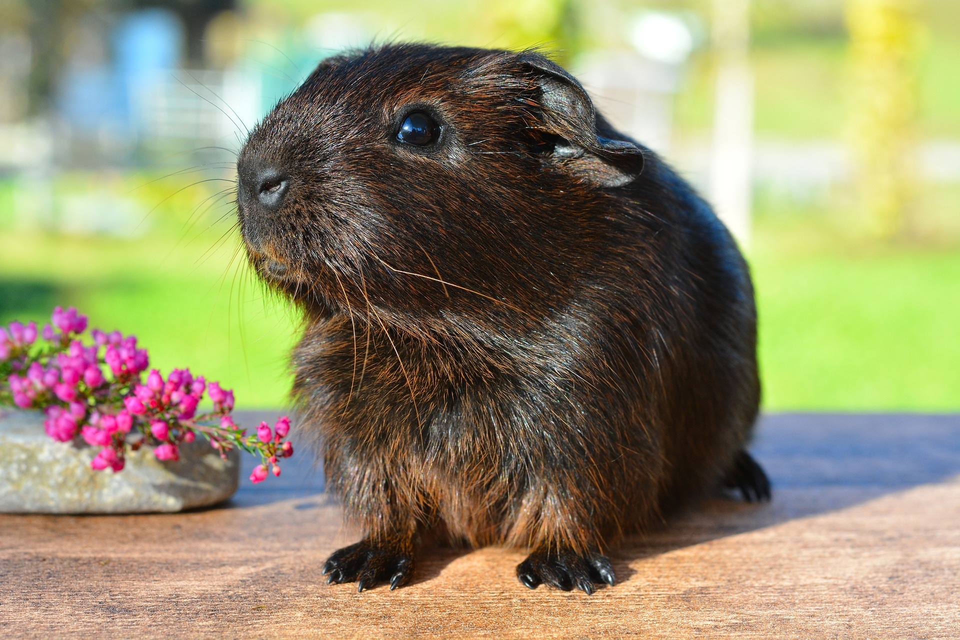 Things to Know Before Buying a Guinea Pig
