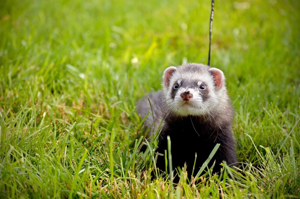 Things to Know Before Buying a Ferret