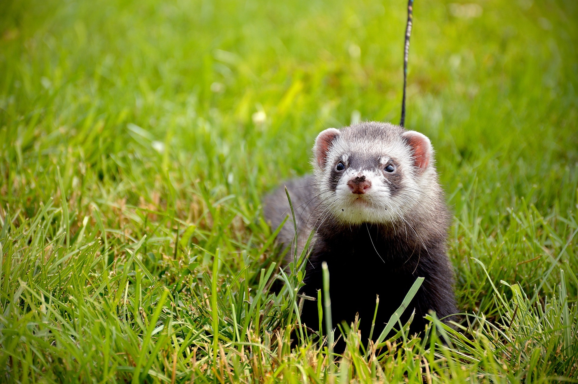 Things to Know Before Buying a Ferret