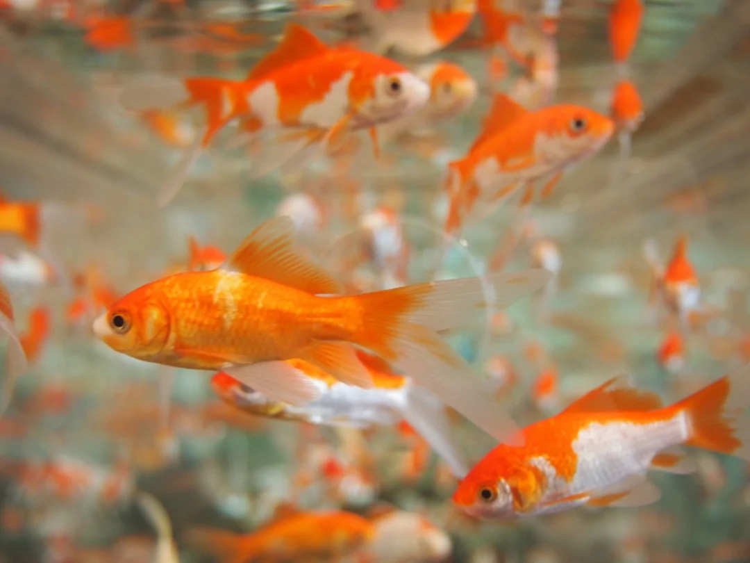 10 Aquarium Fish for Every Budget - Common Goldfish