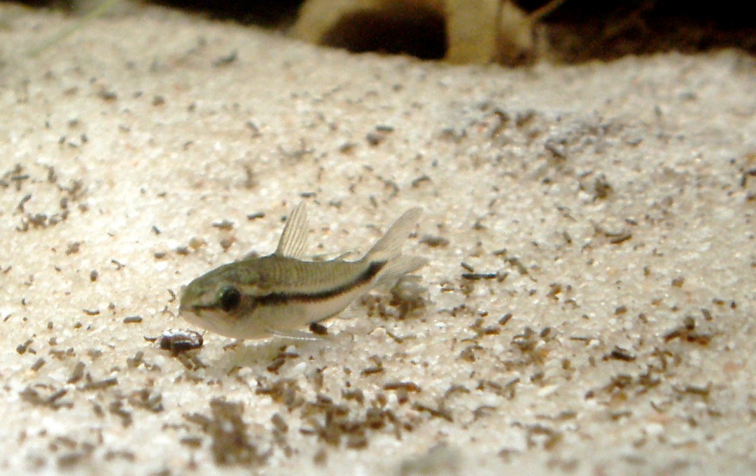 10 Aquarium Fish for Every Budget - Corydoras pygmaeus