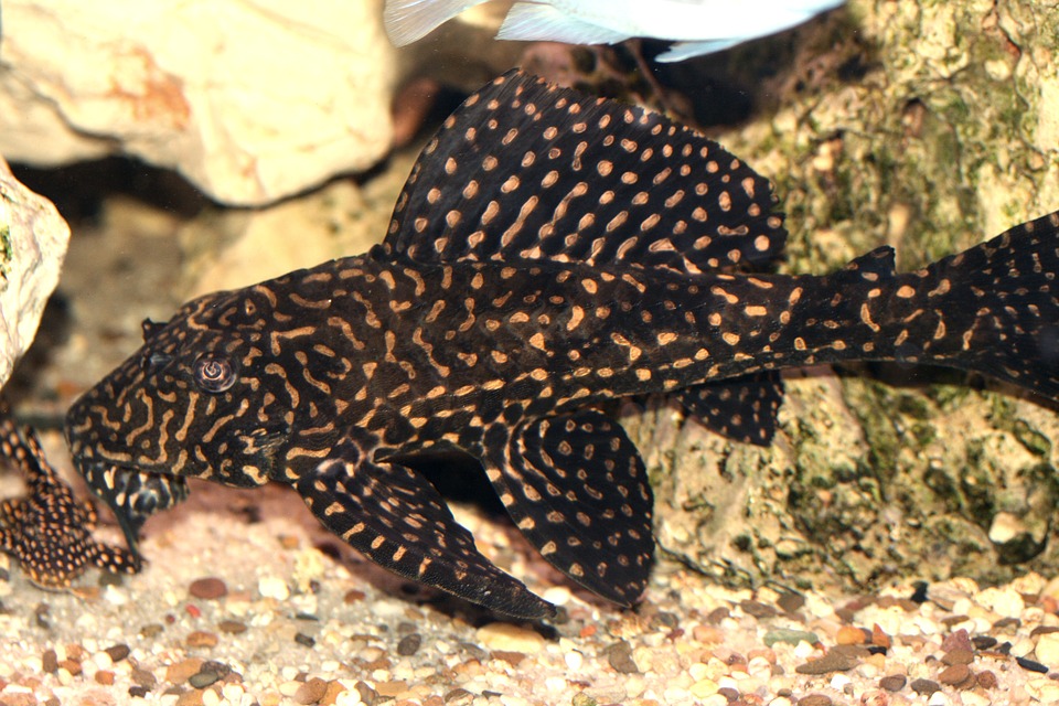 10 Aquarium Fish for Every Budget - Large Plecos