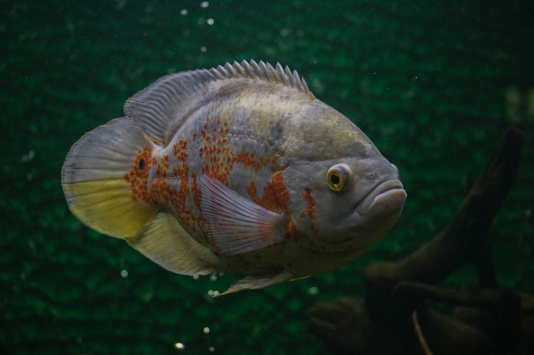 10 Aquarium Fish for Every Budget - Oscars
