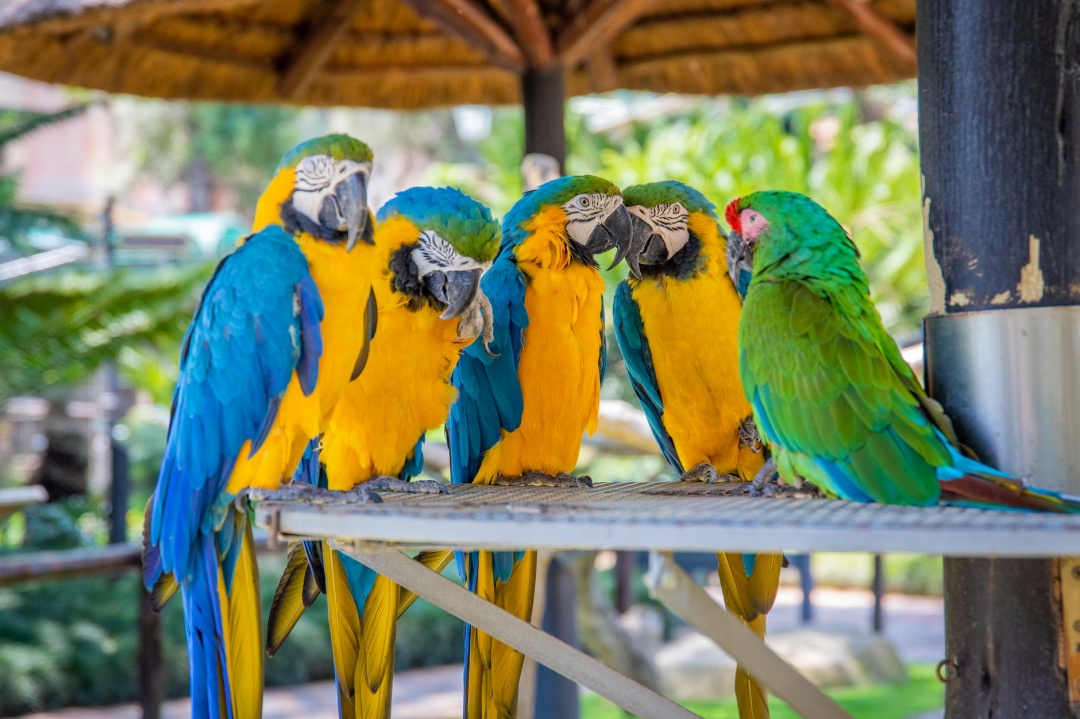 10 Fun Facts about Parrots