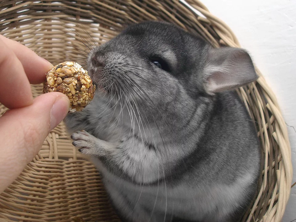 10 Interesting Facts about Chinchillas