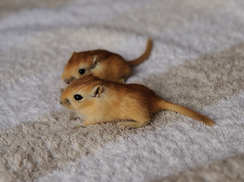 10 Things to Know Before Buying a Gerbil