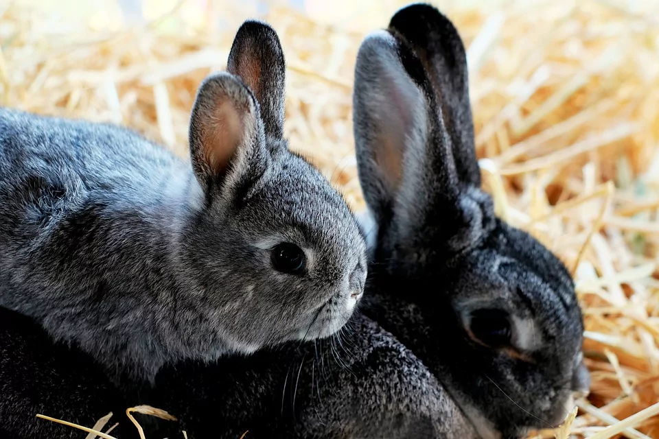 Most Beautiful Rabbit Breeds - Champaign D'Argent