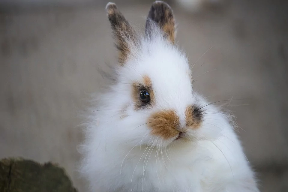 Most Beautiful Rabbit Breeds - English Spot