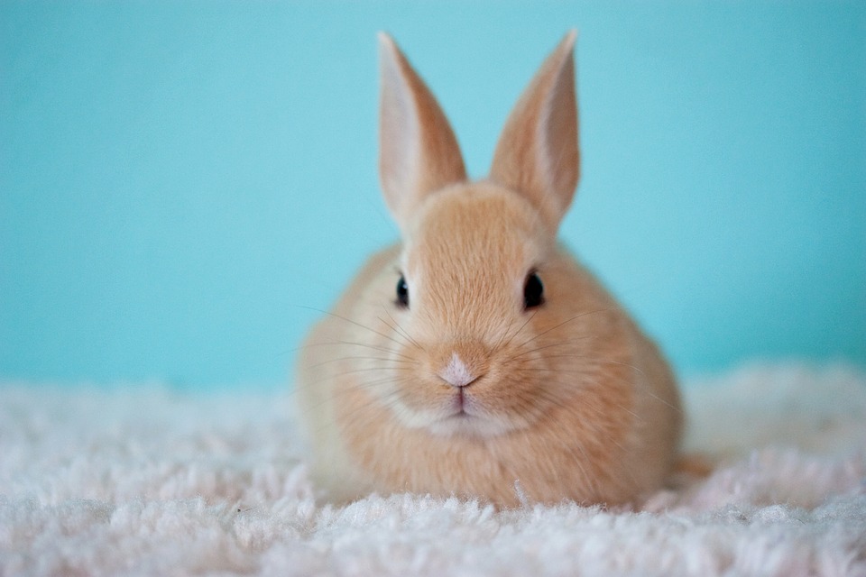 Most Beautiful Rabbit Breeds - Palomino