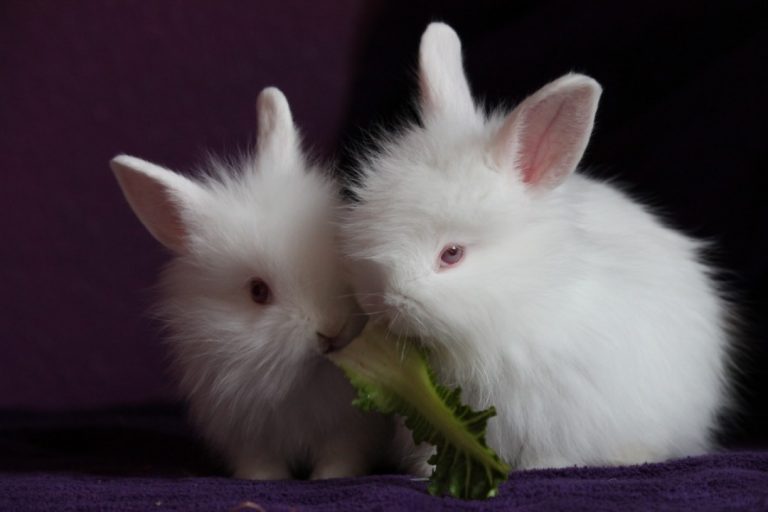 Polish - 10 Most Beautiful Rabbit Breeds