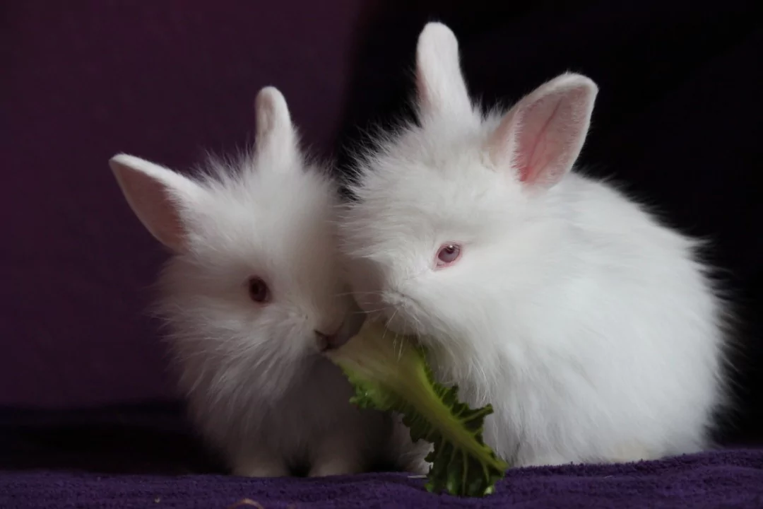 Most Beautiful Rabbit Breeds - Polish