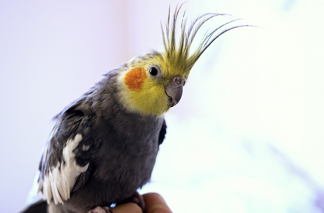 Top 10 Pet Birds - Cockatiels Parrots