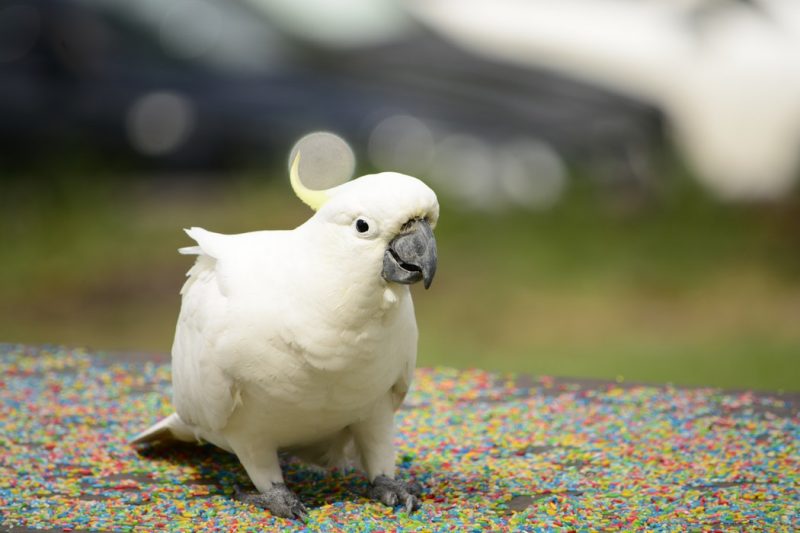 5. Cockatoos - Top 10 Pet Birds