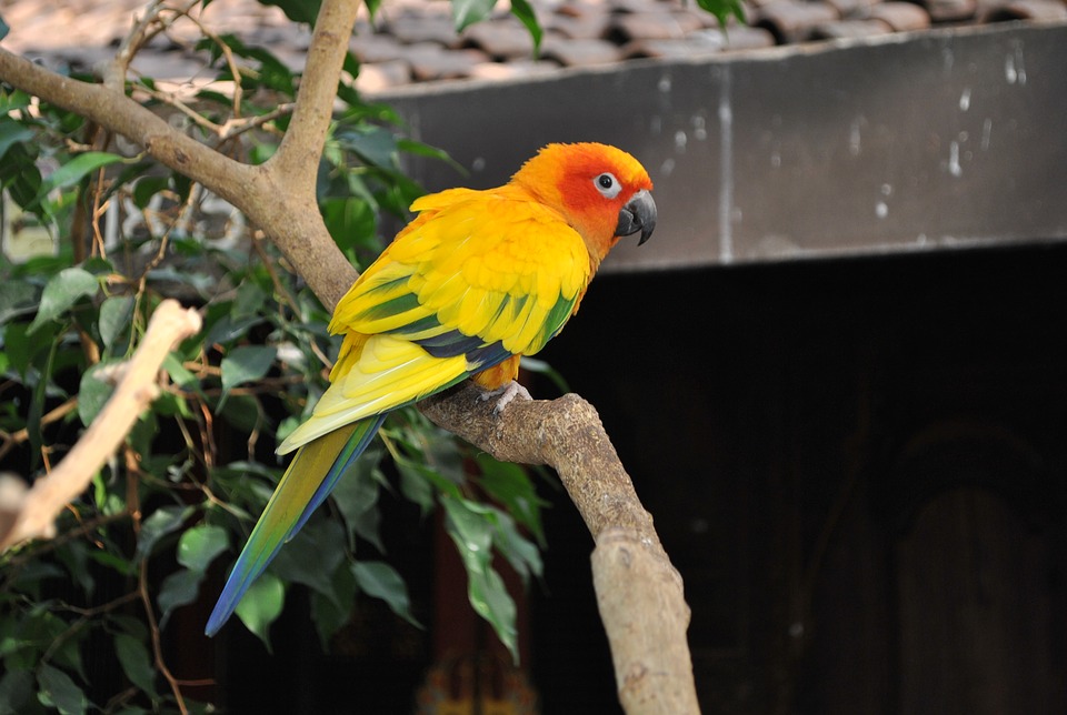 Top 10 Pet Birds - Conures Parrots