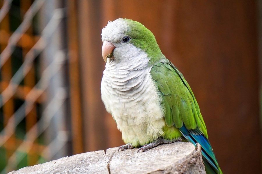 Monk Parakeets - Top 10 Pet Birds