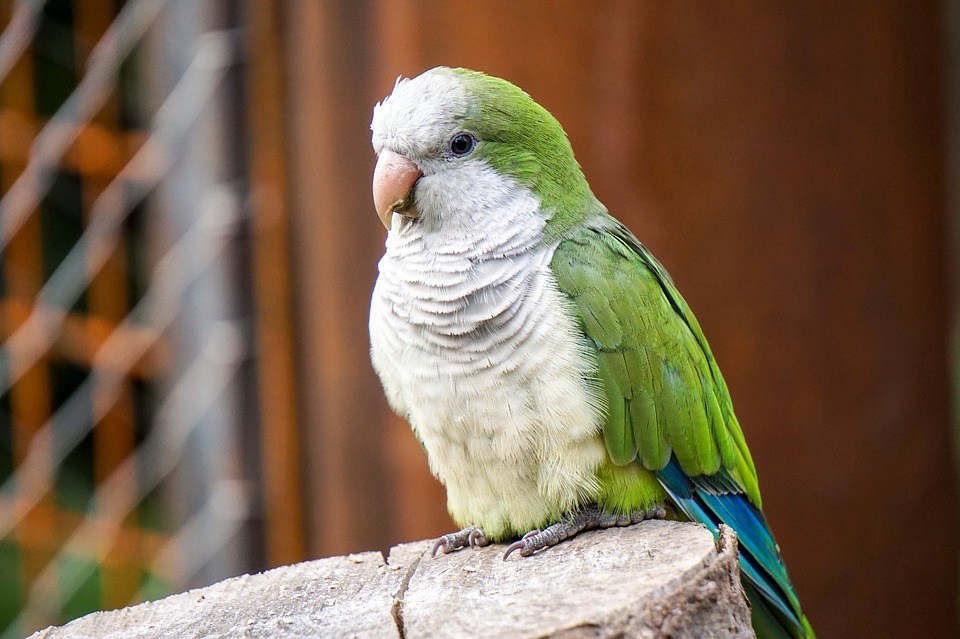 Top 10 Pet Birds - Monk Parakeets