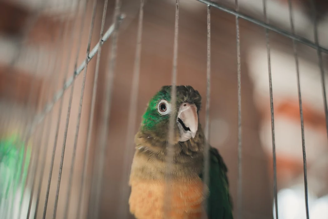 Top 10 Pet Birds - Pionus Parrots