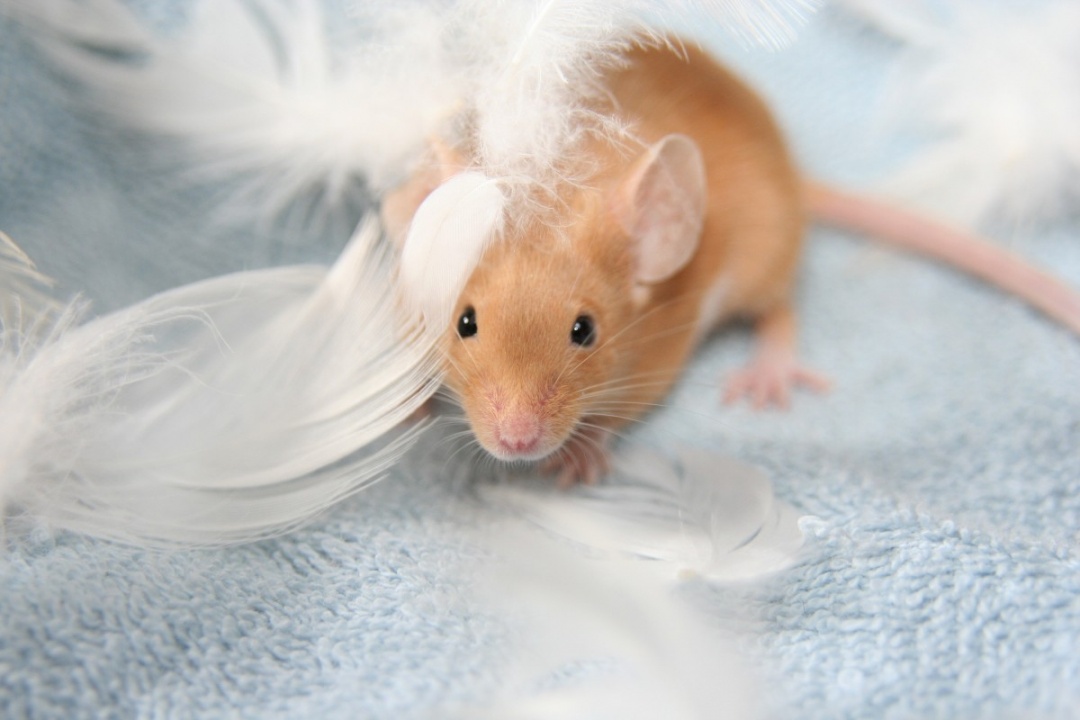 10 Foods for Mice and Rats When Their Specific Breed isn't Apparent