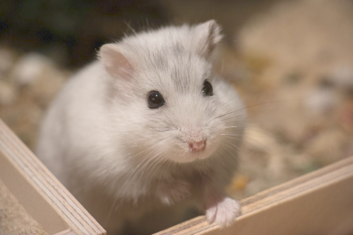 Dwarf Hamster Facts. Amazing Facts About Dwarf Hamsters