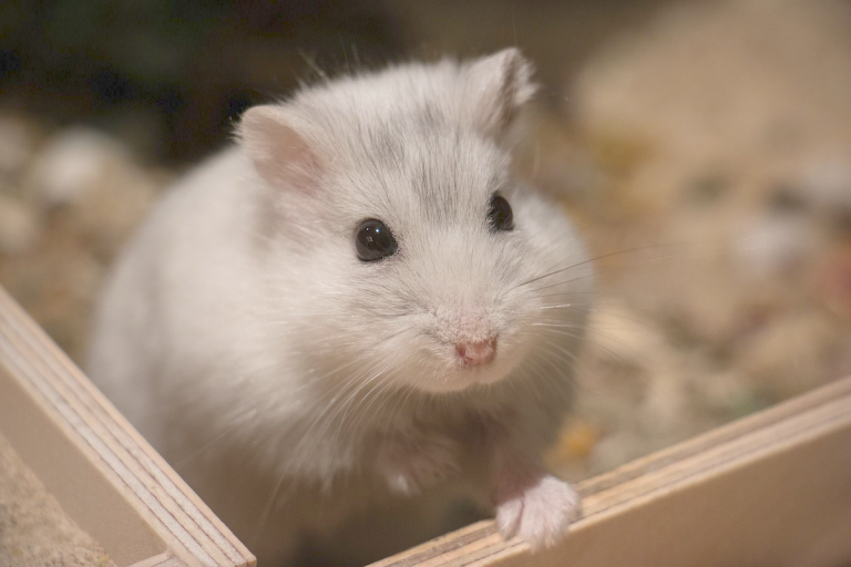 10 Surprising Facts about Hamsters