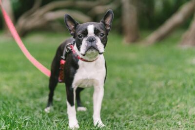 12 Best Small Dog 🐶 Breeds for Indoor Pets