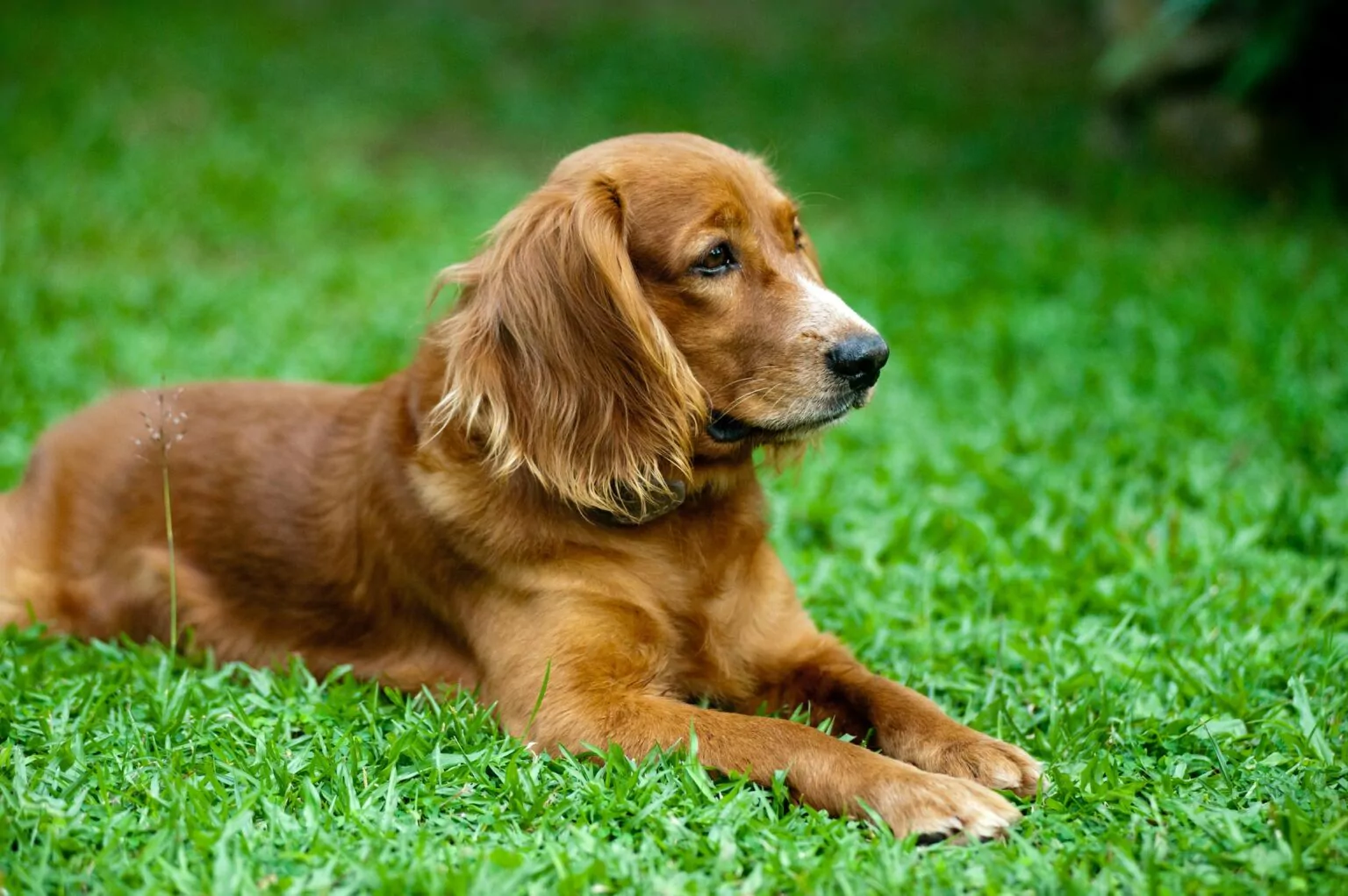 15-most-popular-dog-names